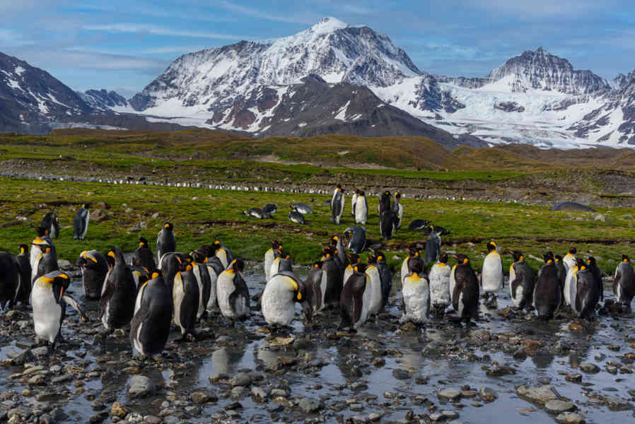 Pingüino Rey - islas Georgias del Sur 015.jpg